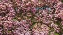 Seorang wanita berjalan di bawah pohon magnolia yang sedang mekar di tepi Sungai Ill, Strasbourg, Prancis, 21 Maret 2022. Magnolia adalah salah satu marga tumbuhan berbunga yang dikenal luas karena bunganya indah dan menyebarkan aroma harum. (PATRICK HERTZOG/AFP)