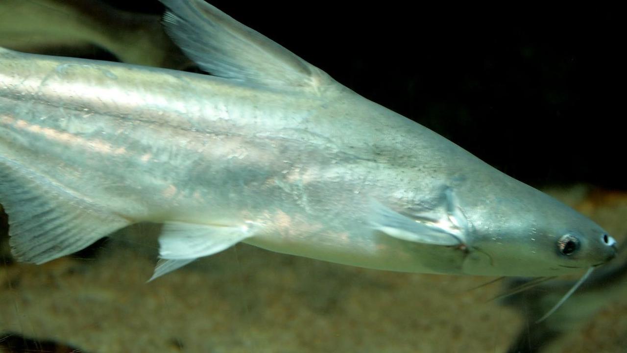 Ikan Patin