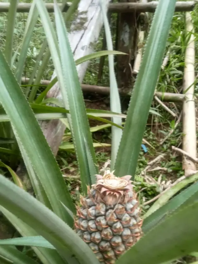 Cara Menanam Nanas Madu di Halaman Rumah ala Petani Pensiun
