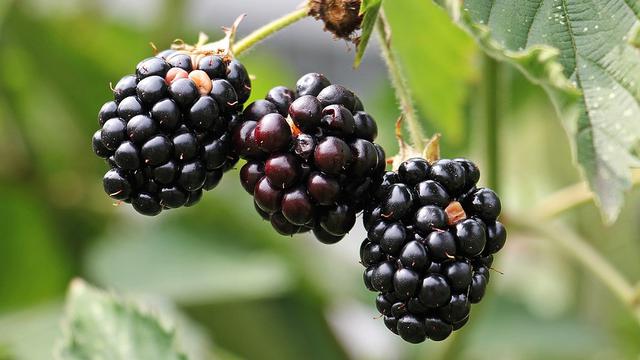 Macam Buah Berry dan Manfaatnya untuk Tubuh