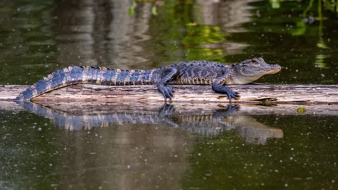 Mimpi Melihat Buaya Berenang
