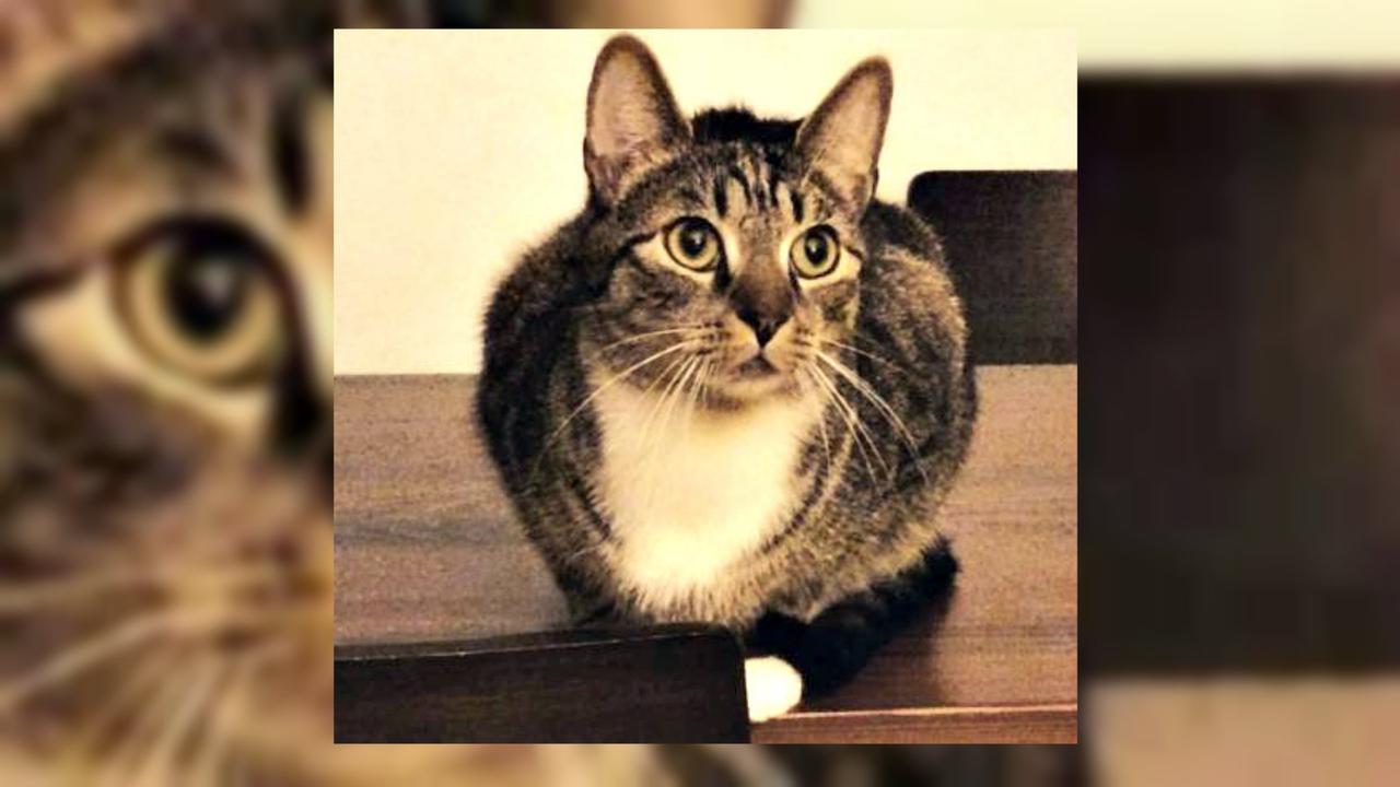 Ayo Cari, Hadiah US$1000 Untuk Penemu Kucing Ini