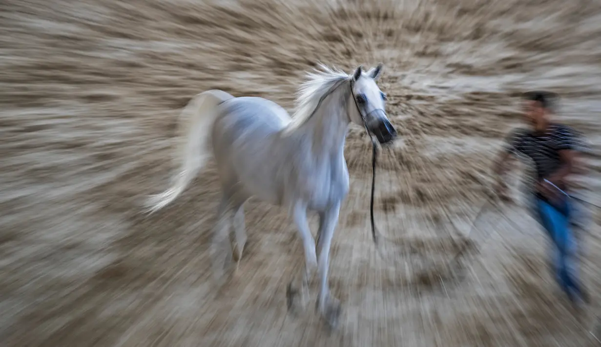 Seekor kuda Arab berwarna putih diarak untuk menunjukkan kelincahnnya dalam kontes Kecantikan Kuda Arab di desa Abusir, sekitar 20 km barat daya ibu kota Mesir, Kairo, 5 Oktober 2019. Kontes tersebut memperebutkan gelar kuda arab terindah. (Photo by Khaled DESOUKI / AFP)