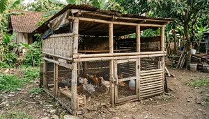 Cara Membuat Kandang Ayam Darurat dari Bambu dan Kayu Bekas, Ternyata Tak Perlu Bahan Mahal