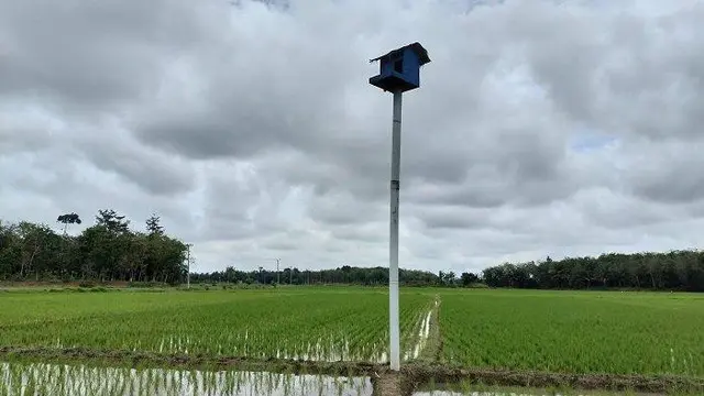 Bantuan 1.000 Ekor Burung Hantu Sukses Basmi Hama Tikus di Sawah Majalengka