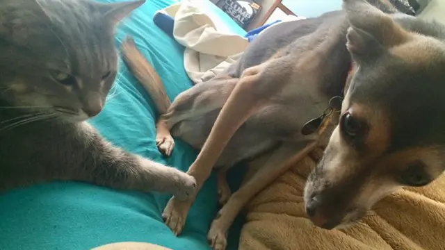 kucing vs anjing