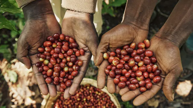 Film dokumenter dari Bacha Coffee tentang pembuatan kopi mulai di proses dari biji. Dok. Bacha Coffee