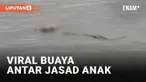 Sebuah video buaya membawa jasad anak 4 tahun viral di media sosial. Peristiwa itu disebut terjadi di Sungai Mahakam, Kutai Kartanegara, Kalimantan Timur (20/1/2023). Jasad itu disebut merupakan anak yang dilaporkan hilang pada Rabu (18/1/2023).