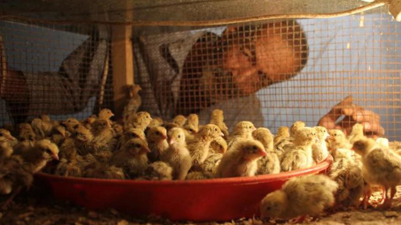 Pemerintah Tegaskan Impor Ayam AS Tak Ganggu Peternak Lokal