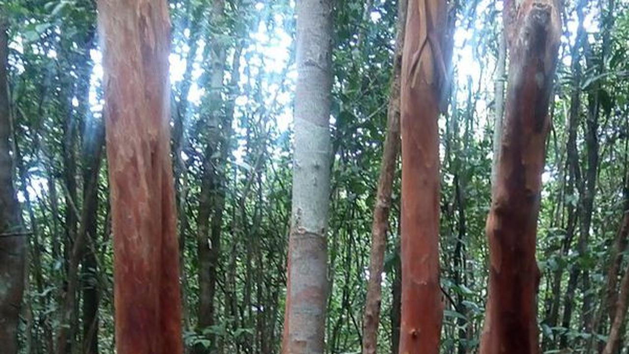 Fakta Unik Pohon Pelawan di Bangka Belitung, Batangnya Berwarna Merah dan Penghasil Madu Liar