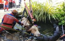 Sapi Berbobot 800 kg Dekati Jemaah Salat Ied dan Bikin Panik, Niat Kabur Malah Nyemplung Kolam Ikan 1,5 M