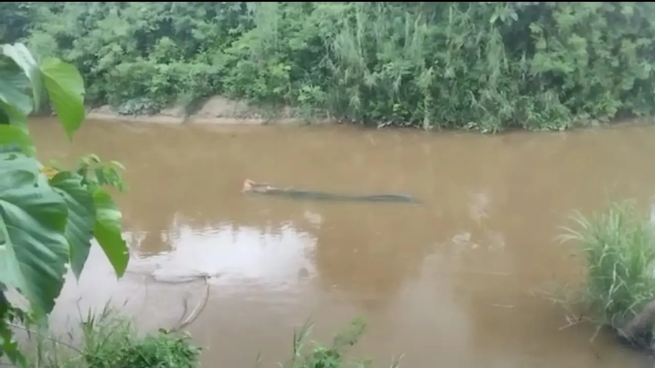 Seorang lansia bernama Wacalling (60), tewas usai diterkam buaya saat sedang mencari ikan di Sungai Kolaka Timur.(Liputan6.com/Ahmad Akbar Fua)