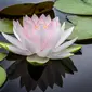 Ilustrasi bunga lotus. (Sumber: Unsplash.com)