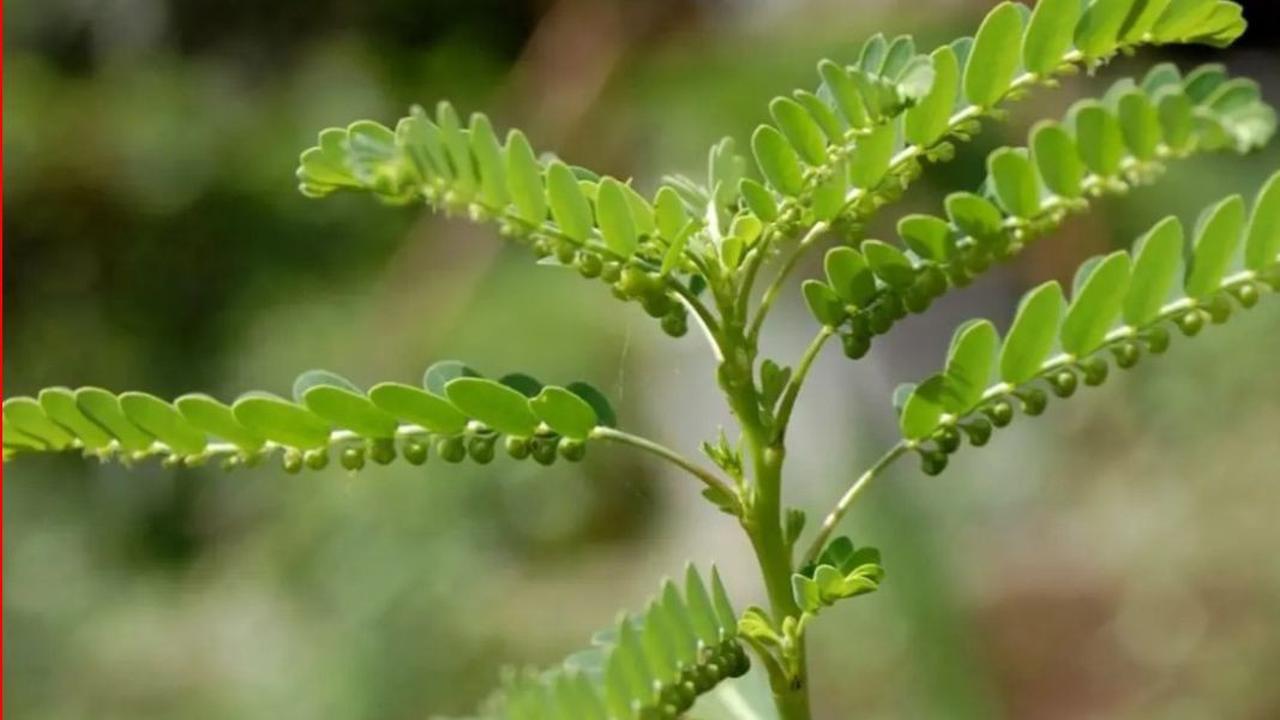 5 Manfaat Daun Meniran untuk Pria, Vitalitas hingga Kesehatan Reproduksi