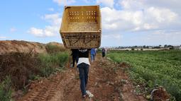 Seorang petani Palestina memegang peti saat ia bekerja selama musim panen semangka di tengah pandemi virus corona di Beit Lahia di Jalur Gaza utara dekat perbatasan dengan Israel (18/6/2021). (AFP/Mohammed Abed)