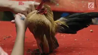 Pengunjung bermain dengan Ayam Hias saat gelaran Jakarta Indonesia Pet Show 2019 di JIExpo Kemayoran, Jakarta, Sabtu (23/2). Ajang ini merupakan pameran khusus hewan kesayangan/hobi yang pertama dihelat di Jakarta. (Liputan6.com/Helmi Fithriansyah)