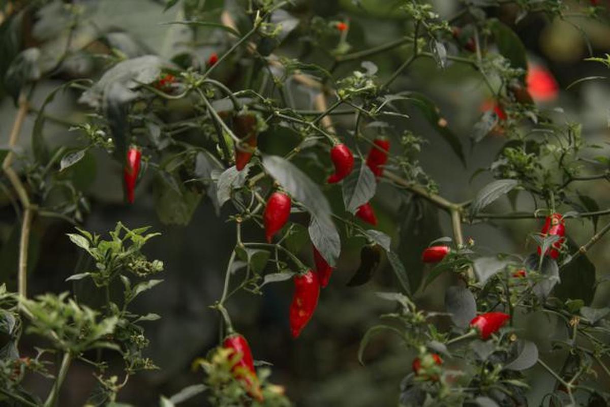 7 Penyebab Cabai Subur tapi Buah Sedikit, Ini Cara Memperbaikinya