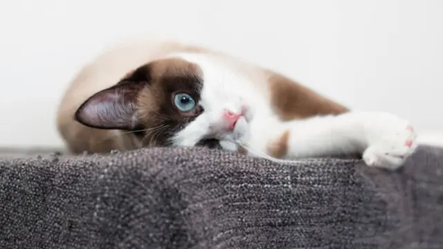 Kucing Snowshoe