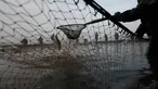 Nelayan memindahkan ratusan ikan mas yang tertangkap jala saat tradisi panen ikan secara tradisional di dekat desa Mazelov, Republik Ceko, 15 November 2018. Tradisi panen ikan mas ini biasa dilakukan tahunan menjelang musim Natal. (AP/Petr David Josek)