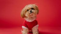 Why Shih Tzus Are The Worst Dogs? Know 7 Facts That Will Surprise You