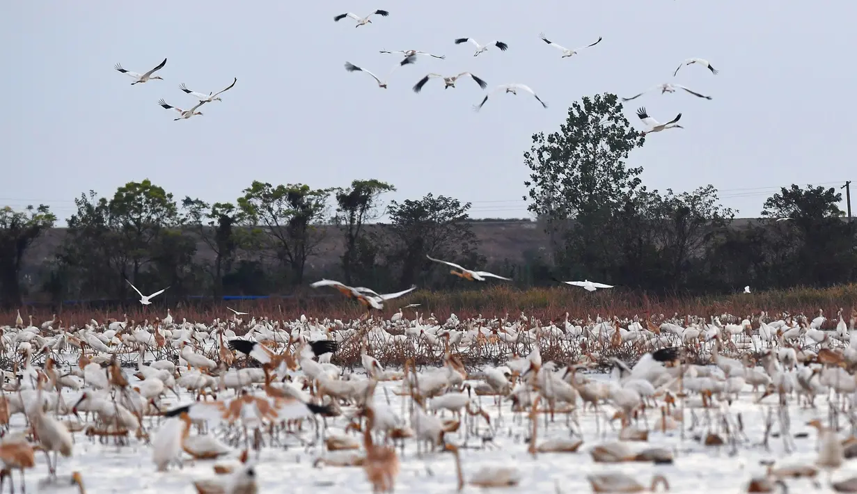 Kawanan burung migran mencari makan di lahan basah kawasan konservasi burung jenjang putih Wuxing di tepi Danau Poyang Provinsi Jiangxi, China pada 18 November. Sejumlah burung migran telah tiba di tepi Danau Poyang, menjadikan kawasan itu sebagai habitat musim dingin mereka. (Xinhua/Wan Xiang)