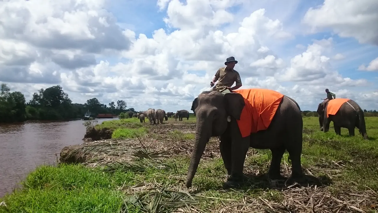 Suka Duka Pawang Gajah Sumatera Berlebaran Jauh Dari Keluarga