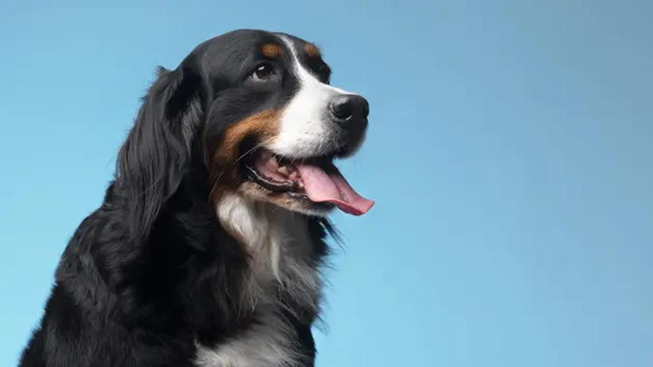 Anjing Peliharaan di China Mati Tertabrak Mobil, Lalu Dimakan Pekerja Konstruksi Jalan Raya