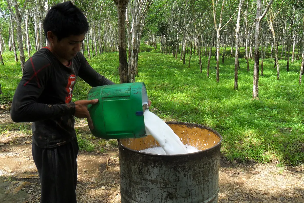 Pohon Karet