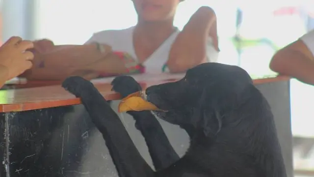Anjing Pintar Beli Biskuit Dengan Gunakan Daun