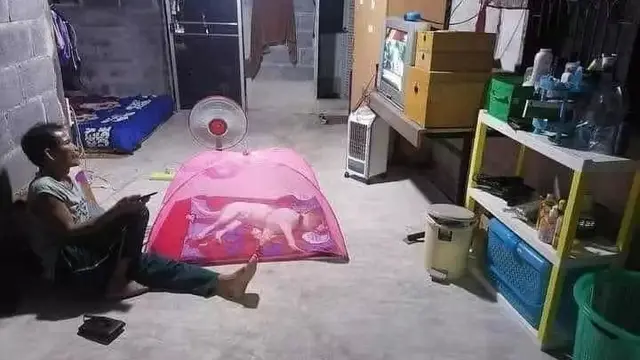 7 Momen Nyeleneh Orang Manjakan Hewan Peliharaan Ini Kocak Banget