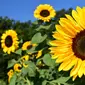 Ilustrasi bunga matahari (dok. Pixabay.com/Putu Elmira)