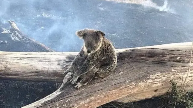 Menyayat Hati, 5 Potret Pilu Satwa Liar Korban Kebakaran Hutan Australia