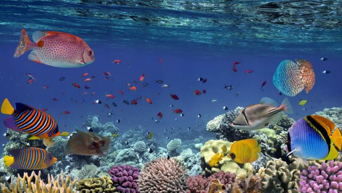15 Taman Laut  Terindah di Indonesia dari Sabang sampai 