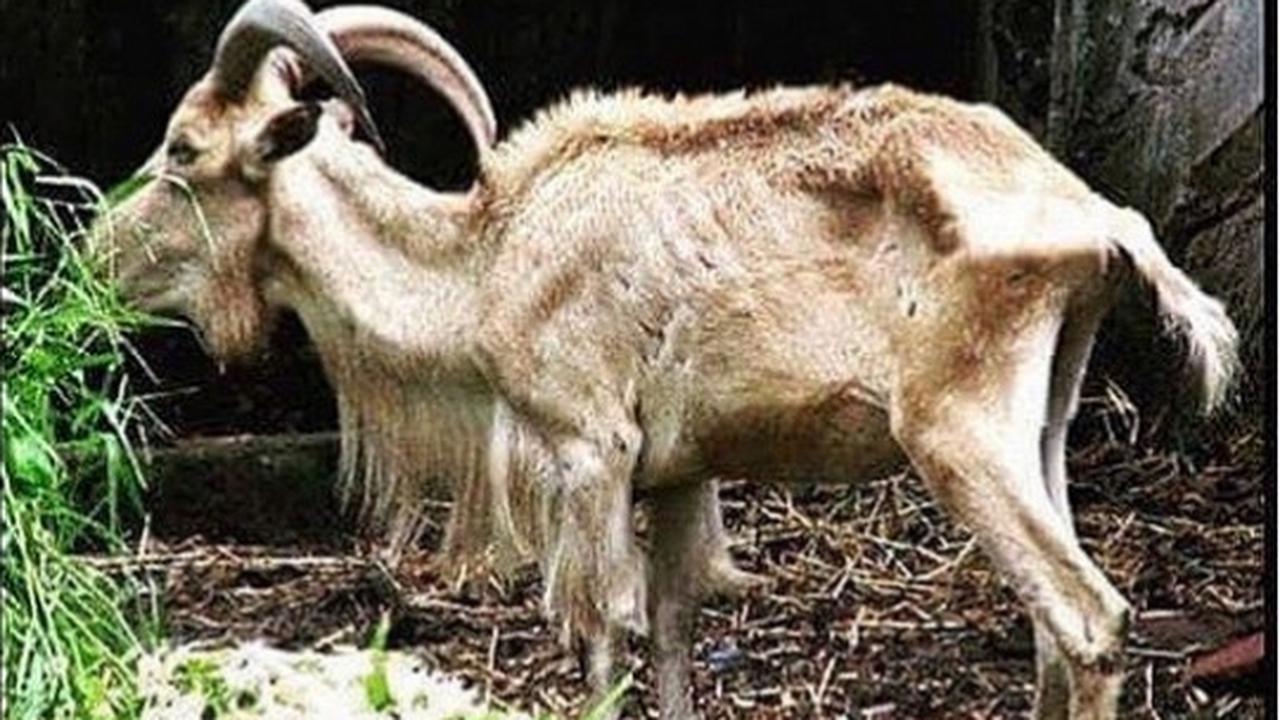 Bikin ngakak, ini deretan meme kambing kurban saat Idul Adha