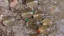 Proyek perlindungan serta pelepasliaran kura-kura sungai berbintik kuning ini dilakukan melalui program penelitian dan penyuluhan dari Universidade Federal do Amazonas. (Orlando Junior/AFP)