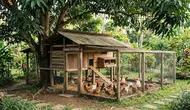 8 Ide Kandang Ayam yang Bisa Dibuat di Bawah Pohon, Aman dan Nyaman untuk Peliharaan