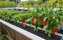 8 Desain Kebun Cabai dengan Media Tanam Sekam yang Hemat Tempat