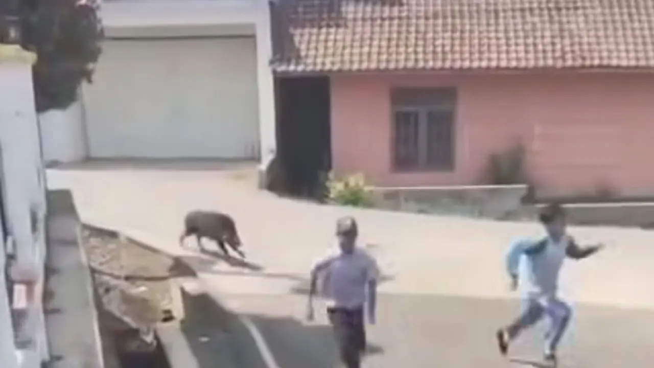 Babi hutan mengamuk hingga masuk puskesmas