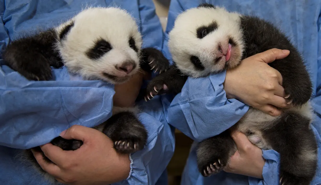 Petugas menggendong dua anak panda kembar bernama Fleur de Coton (kanan) dan Petite Neige (kiri) di Kebun Binatang Beauval, Prancis tengah pada Kamis (30/9/2021). Kedua anak panda itu lahir pada 2 Agustus 2021 lalu dan sekarang beratnya lebih 2800 gram. (SOUVANT GUILLAUME / AFP)
