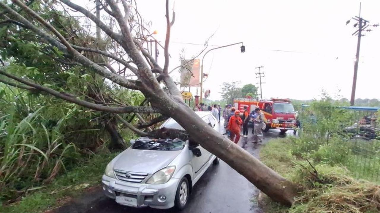BPBD Kediri Tangani Pohon Tumbang Usai Hujan Angin, Mobil dan Warung Terdampak