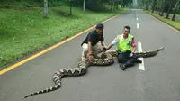 Foto ular sanca 10 meter di jalanan Kampus UI beredar. (Liputan6.com/Ady Anugrahadi)