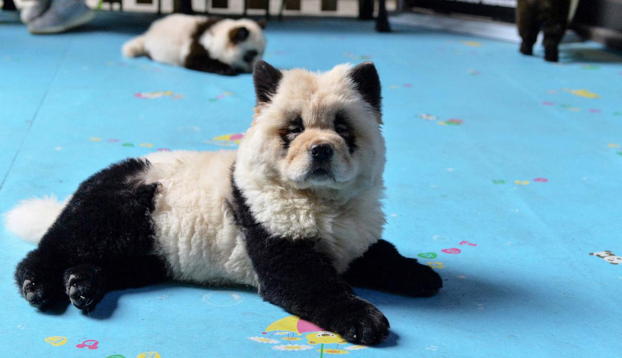Foto Kafe Ini Mengecat Anjing Mirip Panda Global Liputan6com