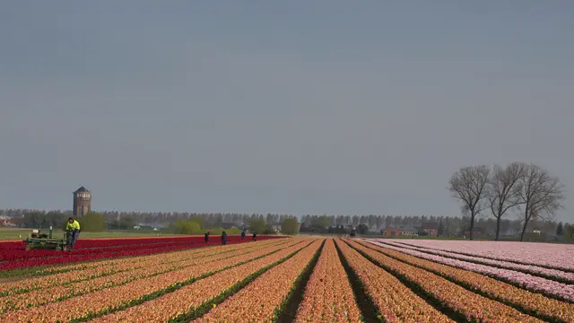 Warna-warni Ladang Tulip di Belgia