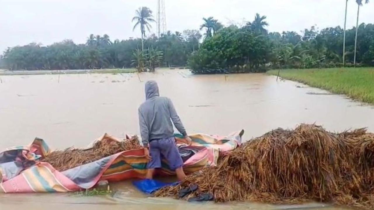 Banjir Aceh Timur Rendam 11.010 Hektare Sawah, Kerugian Capai Rp88 Miliar