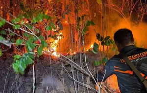 Kebakaran Hutan Pinus Butak Meluas, Api Mendekati Permukiman