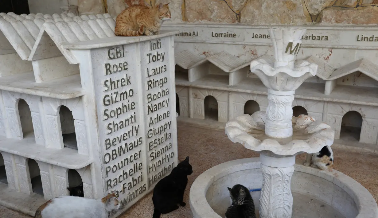 Sejumlah kucing berada dekat kandangnya di Suaka Kucing Ernesto di Kfar Naha, Suriah (17/3). Di tempat suaka ini ada 170 kucing yang dirawat dan diurus oleh Mohammed Alaa al-Jaleel. (AFP/Omar Haj Kadour)