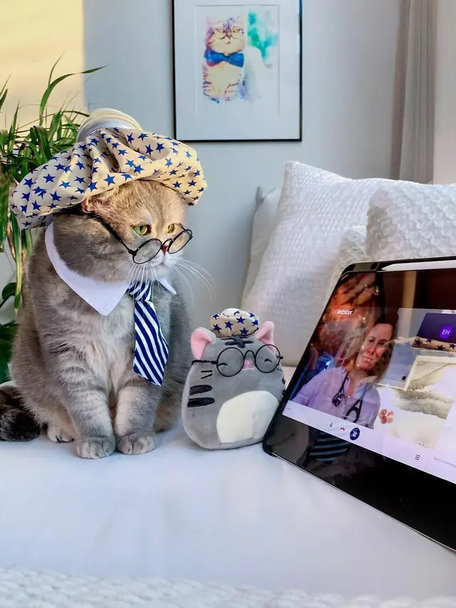 Kenalkan Benson, Kucing Jalanan yang Berubah Jadi Stylish Setelah Diadopsi