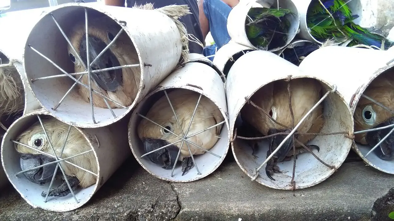 Miris, Begini Nasib Burung Kakaktua dan Beo Eclectus yang Coba Diselundupkan