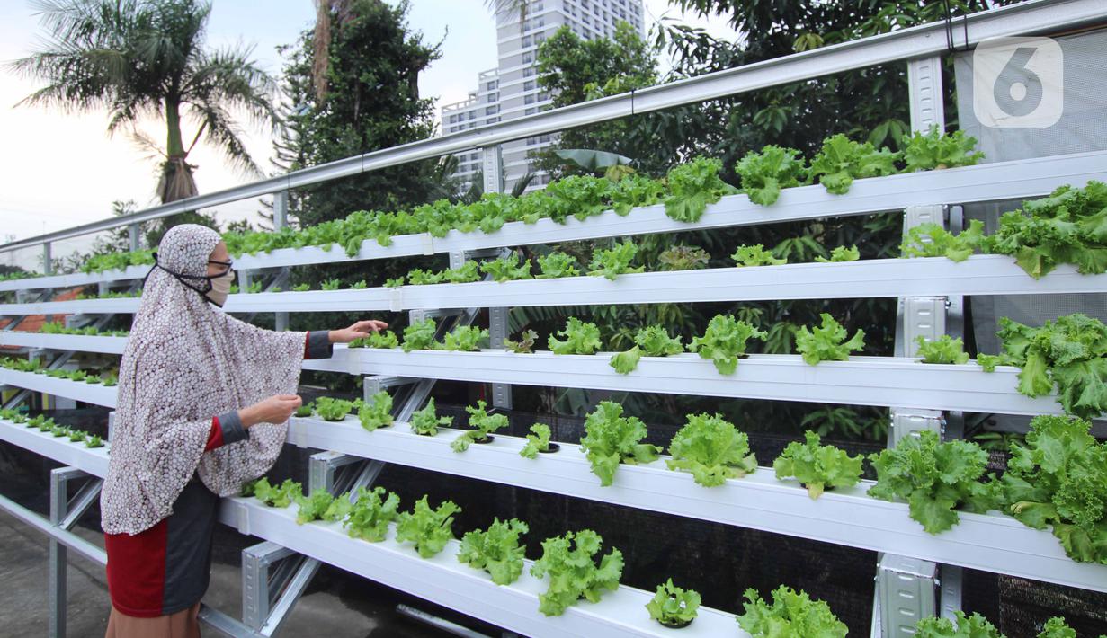Warga merawat sayuran yang ditanam menggunakan metode hidroponik di atap rumahnya di Ciledug, Kota Tangerang, Banten, Sabtu (24/10/2020). Atap rumah dimanfaatkan untuk budi daya sayuran hidroponik guna menambah pendapatan dan tetap produktif di masa pandemi COVID-19. (Liputan6.com/Angga Yuniar)