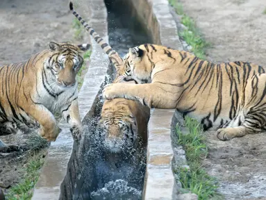 Harimau Siberia terlihat dalam Taman Harimau Siberia Hengdaohezi di Kota Hailin, Provinsi Heilongjiang, China, Senin (27/7/2020). Saat ini, terdapat lebih dari 400 ekor harimau Siberia di taman tersebut. (Xinhua/Wang Jianwei)